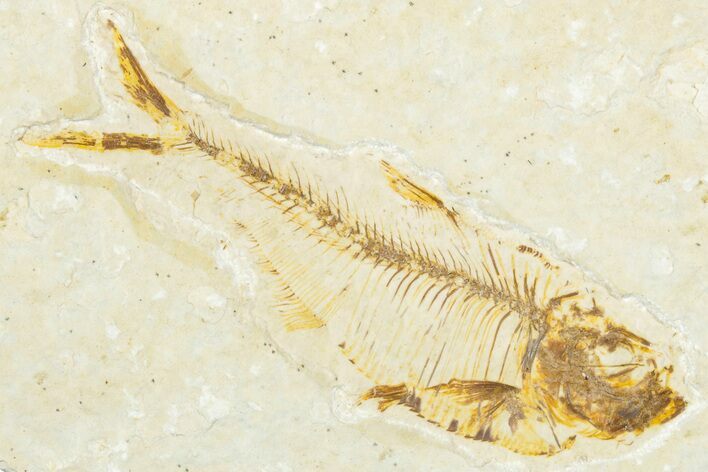 Detailed Fossil Fish (Diplomystus) - Wyoming #331043